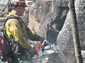 Cutting burned pine