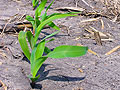 Larger view
