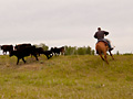 Herding cattle