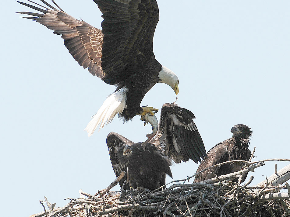 DNR: Wolves, bald eagles no longer endangered; lynx & pocket gopher on