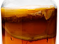 Kombucha