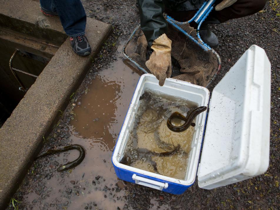 Lamprey