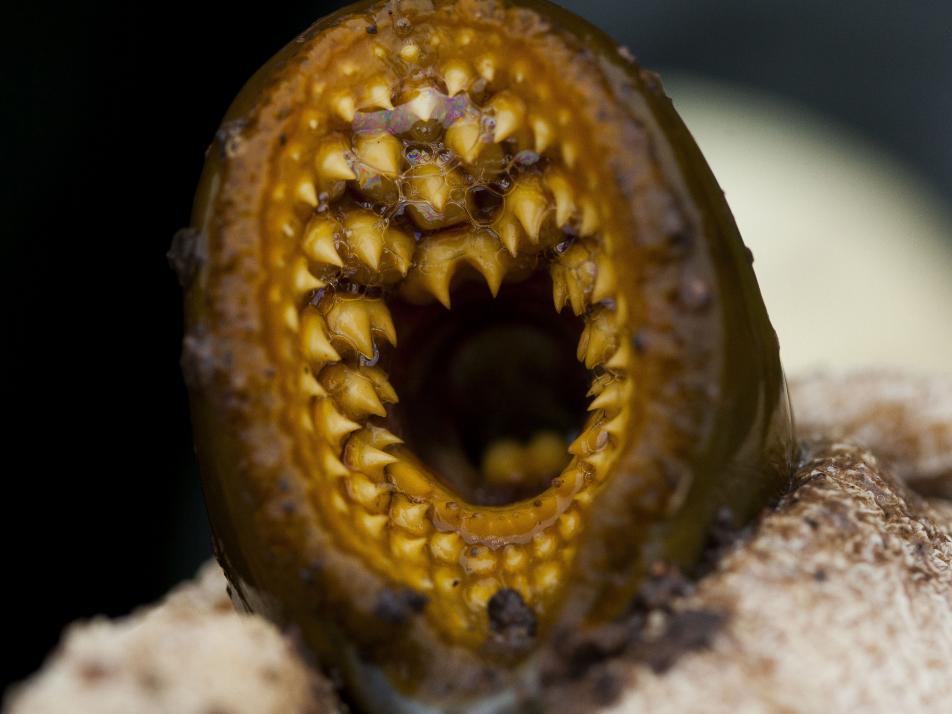 Lamprey