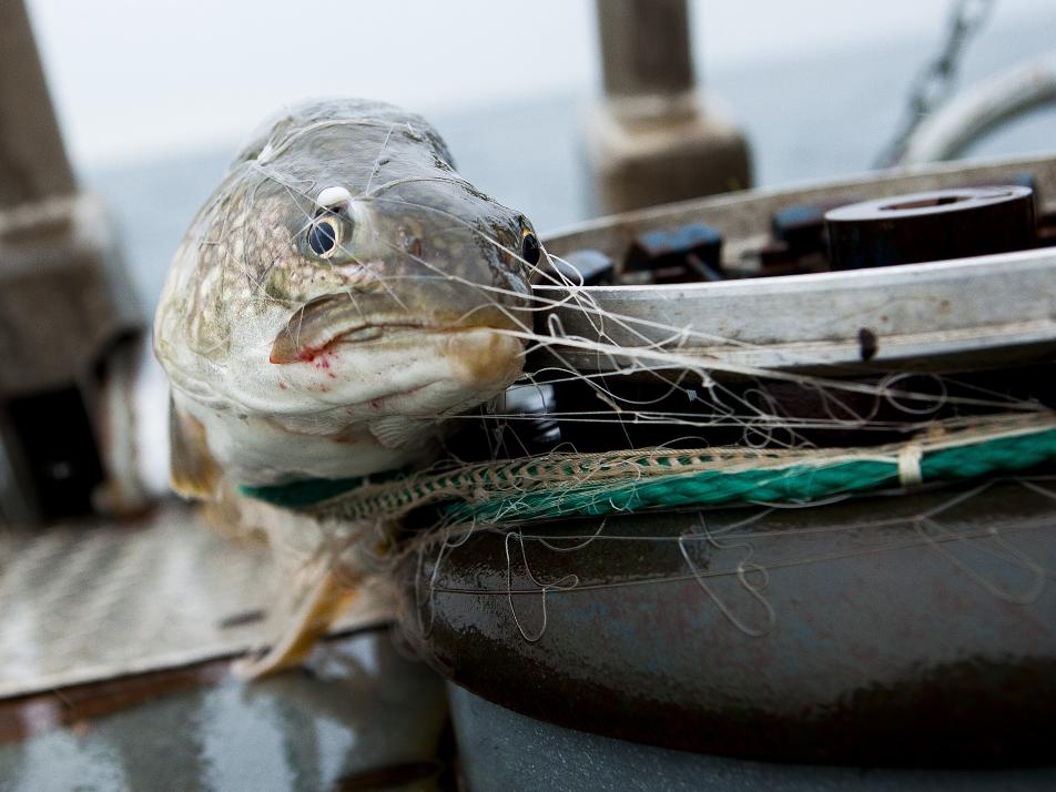 Lake trout