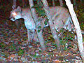 Fergus Falls cougar