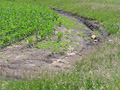 Larger view