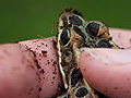 A deformed frog