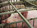 Hog stalls