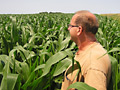 Shoulder-high corn