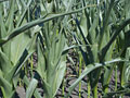 Dry cornfield