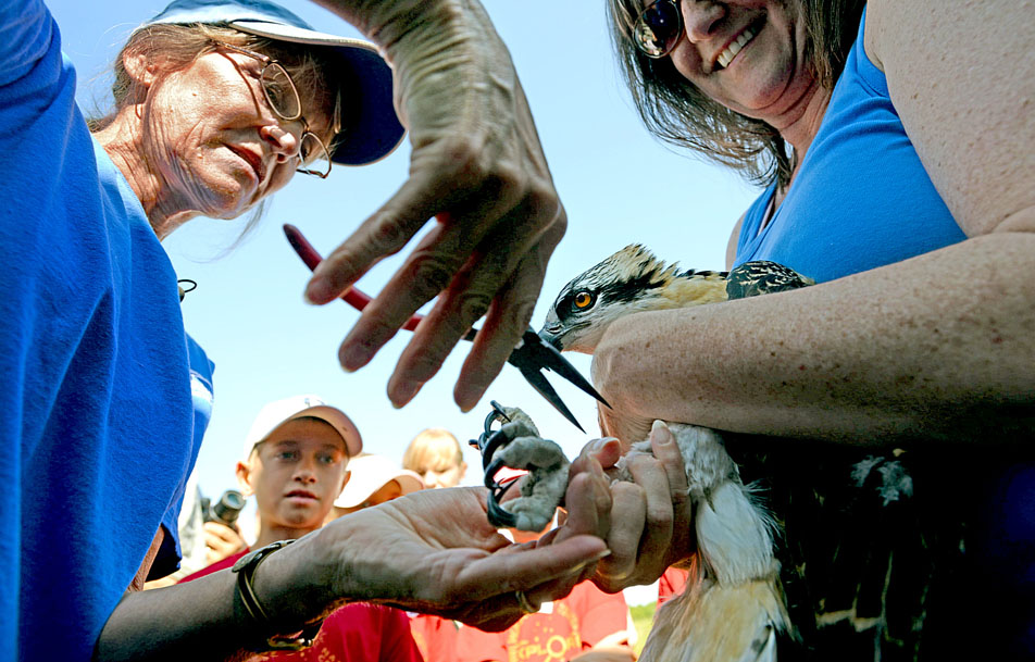 Banding an osprey