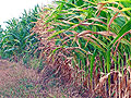 Corn drought