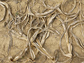 Dry corn plants
