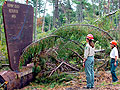 Chippewa National Forest