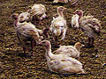 Turkey barn