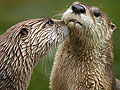 River otters