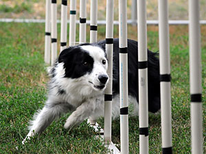 Sport the border collie