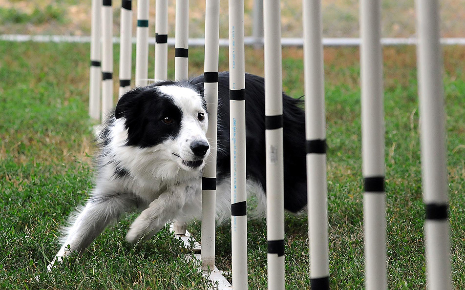 Sport the border collie