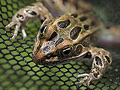 A leopard frog
