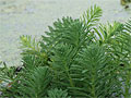 Brazilian water milfoil