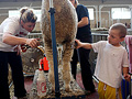Gunner Liebl, clipping a lamb