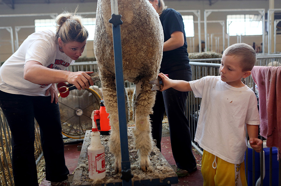 Gunner Liebl, clipping a lamb