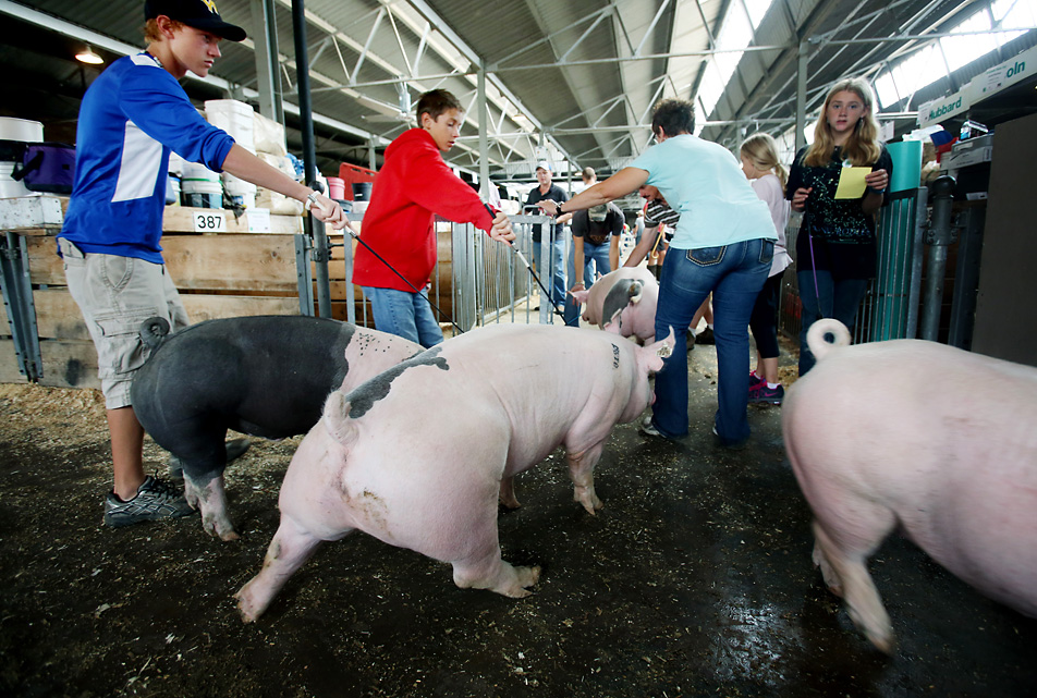 Guiding pigs