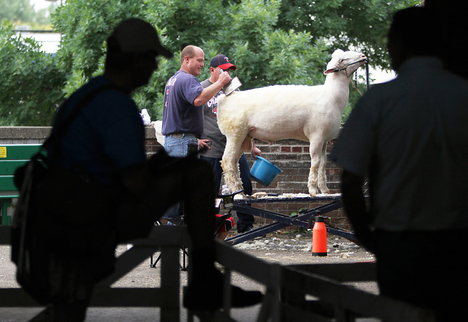 Brushing a sheep