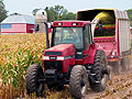 Corn harvest