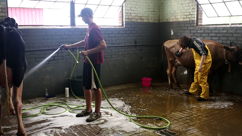 Cleaning cattle
