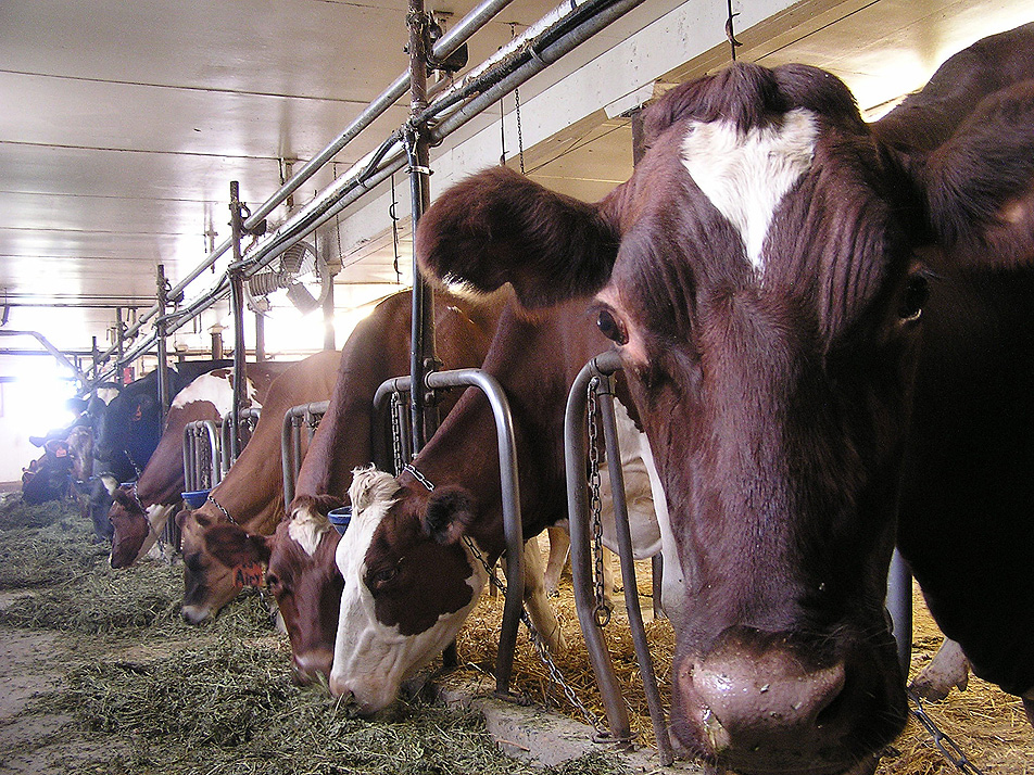Tough times for dairy farms
