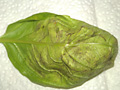 Basil fungal disease