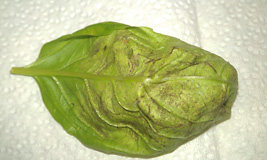 Larger view