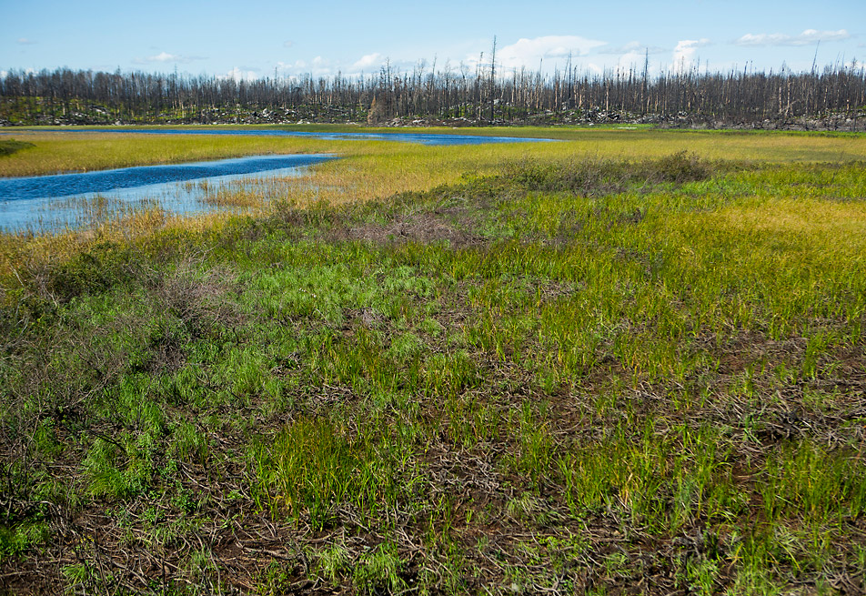Returned vegetation
