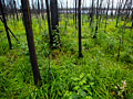 Lush forest floor