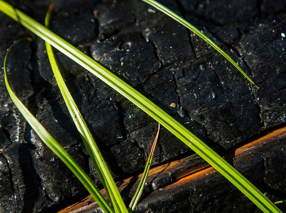 Vegetation and charred stumps