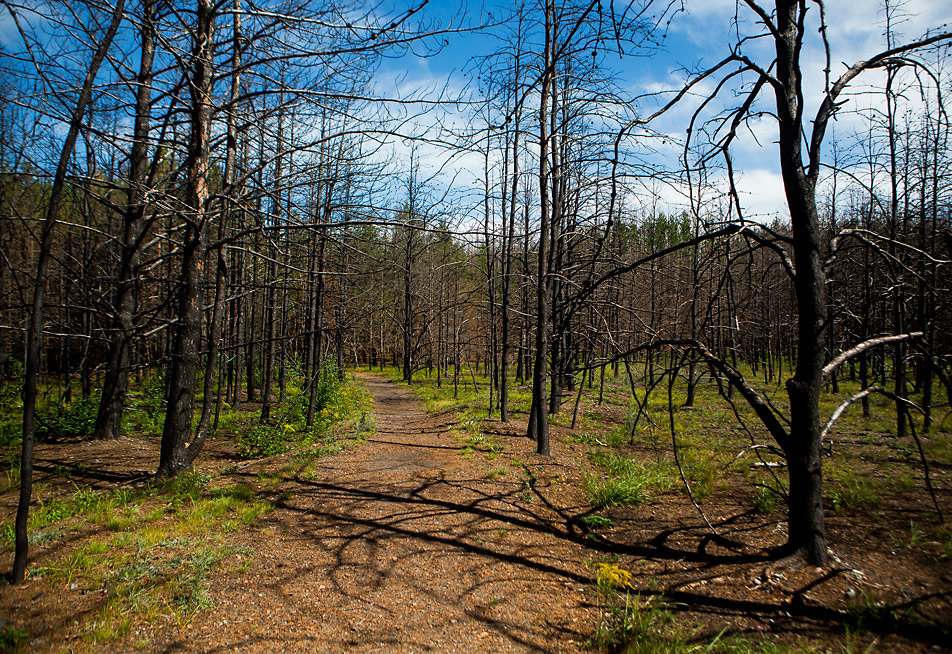Green forest floor