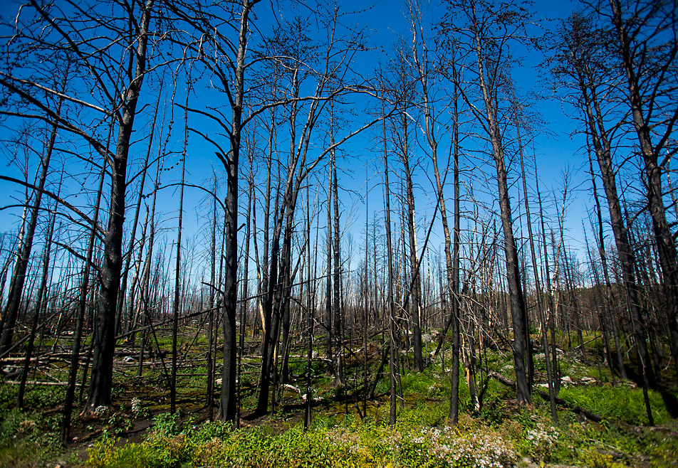 Transformed forest