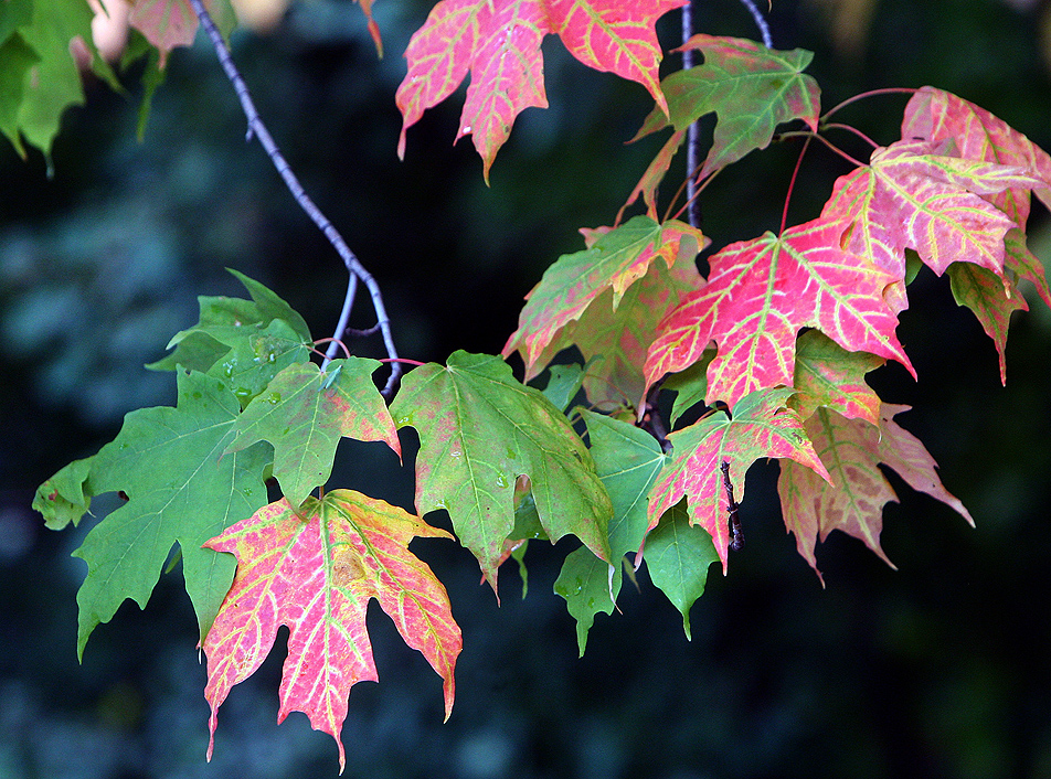 Autumn leaves in August
