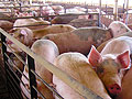 Market hogs