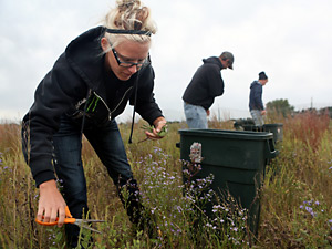 Prairie harvest