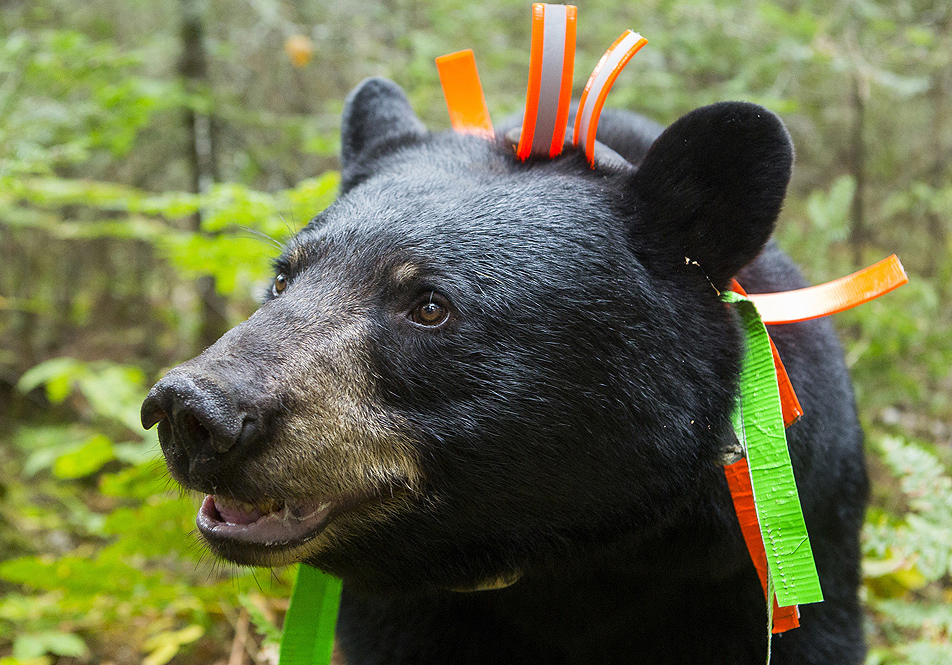 June, the black bear