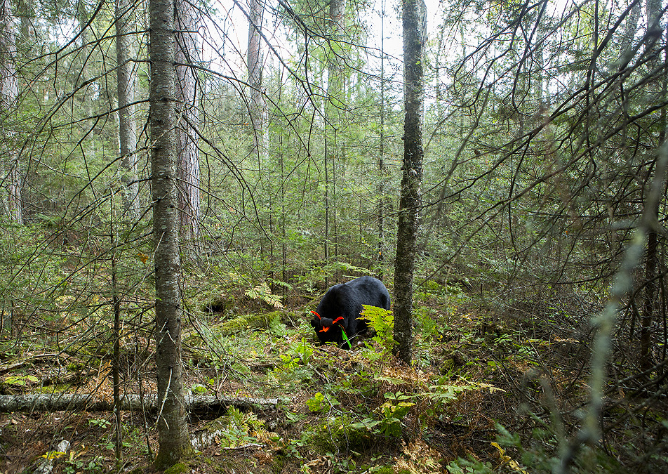 June in the forest