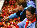 Sorting apples