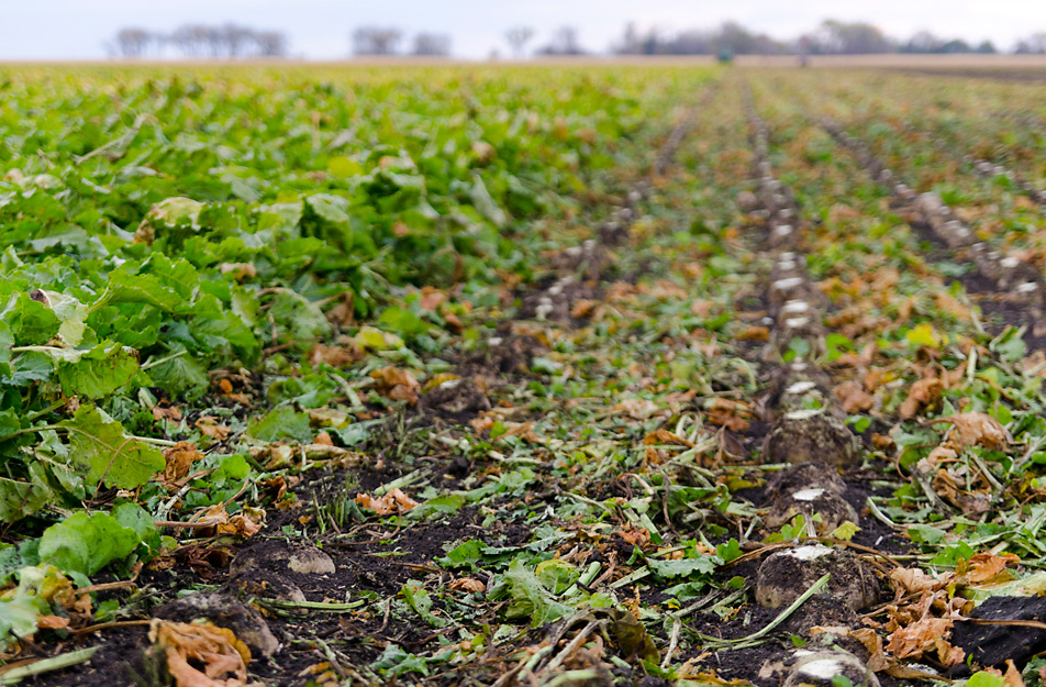 Sugar beet rows