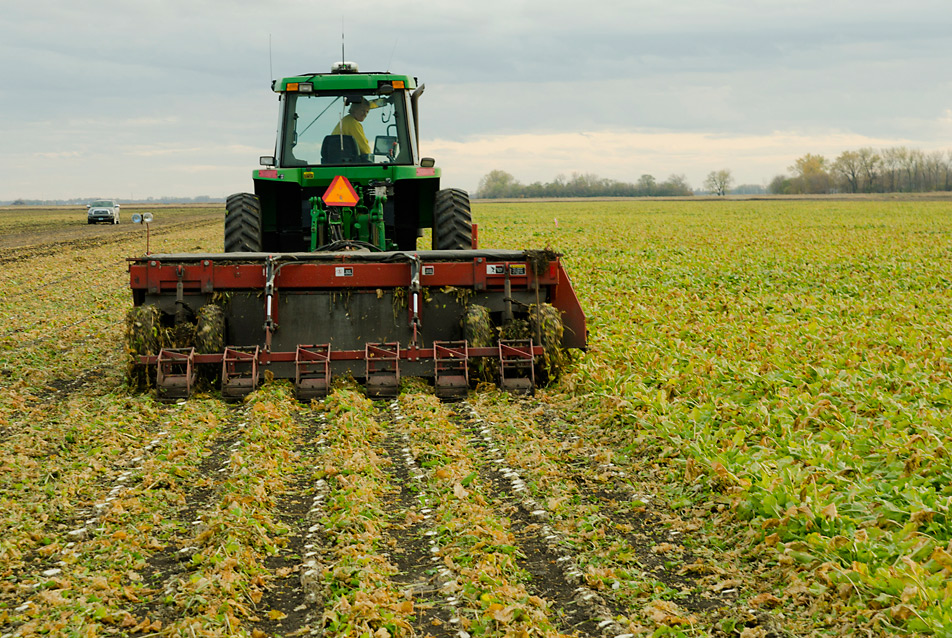 Photos: Harvesting sugar beets in the Red River Valley | Minnesota