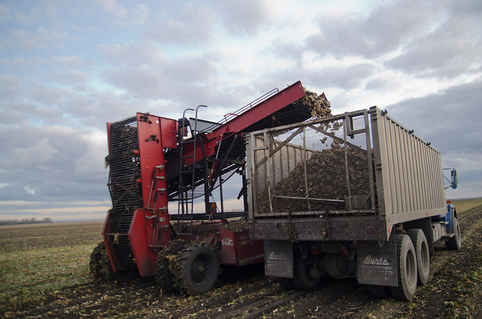Sugar beet harvest goes on in midst of national boycott | Minnesota