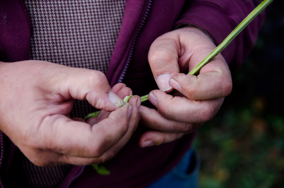 Sugar beet stem