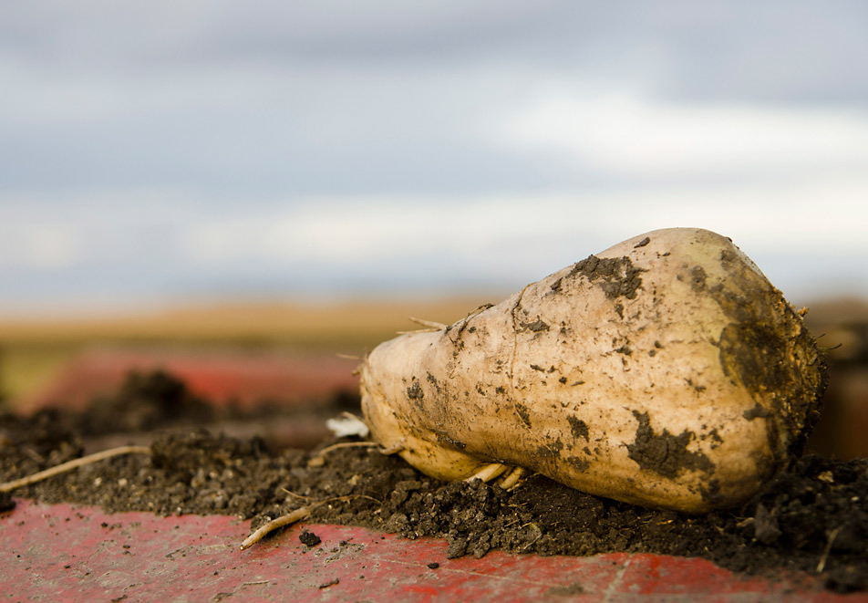 Sugar beet