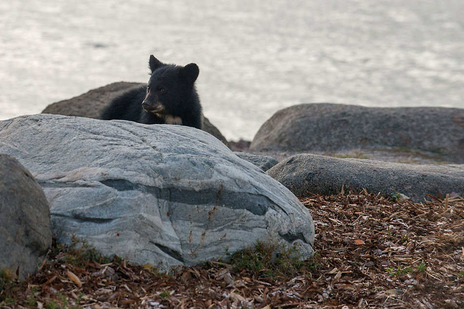 Cub in the park